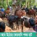 বাঘাইছড়িতে জমে উঠেছে কোরবানি পশুর বিশাল হাট