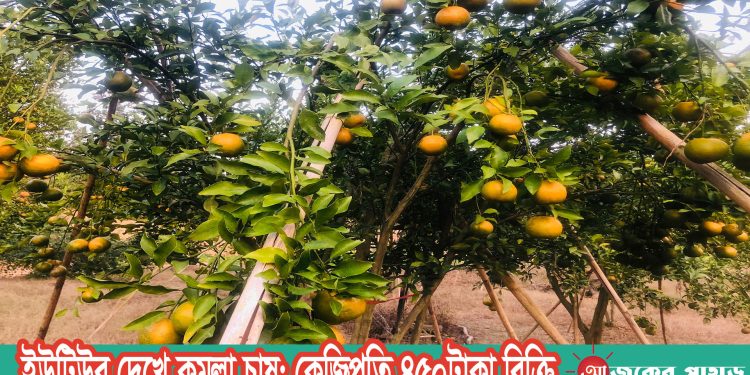 ইউটিউব দেখে কমলা চাষ; কেজিপ্রতি ৪৫০টাকা বিক্রি