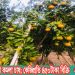 ইউটিউব দেখে কমলা চাষ; কেজিপ্রতি ৪৫০টাকা বিক্রি