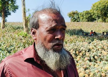 নানিয়ারচরে এবার দাম না পেয়ে হতাশ আনারস চাষিরা