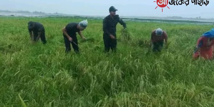 নানিয়ারচরে কৃষকের ধান কেটে দিলো আনসার সদস্যরা