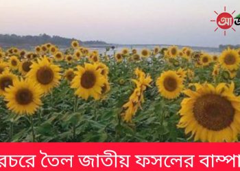 নানিয়ারচরে তৈল জাতীয় ফসলের বাম্পার ফলন