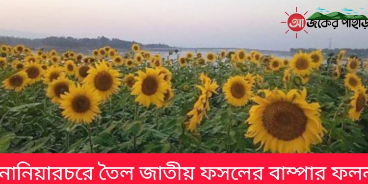 নানিয়ারচরে তৈল জাতীয় ফসলের বাম্পার ফলন