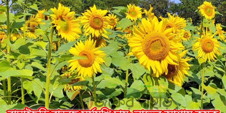 বাঘাইছড়ি বাড়ছে সূর্যমুখি চাষ; লাভের আশায় কৃষক