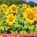 বাঘাইছড়ি বাড়ছে সূর্যমুখি চাষ; লাভের আশায় কৃষক